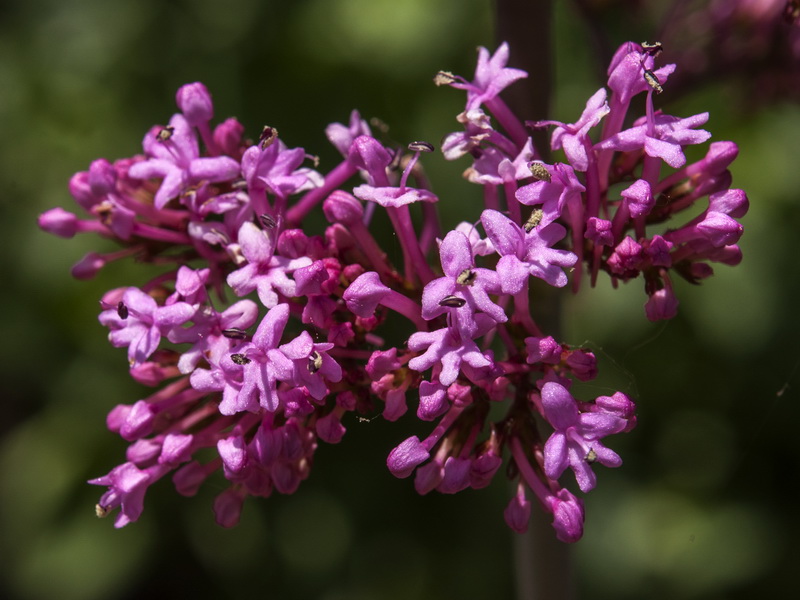 Centranthus ruber.10