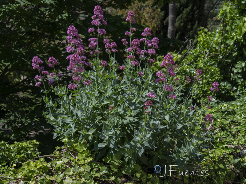 Centranthus ruber.16