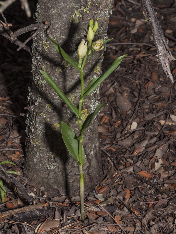 Cephalanthera damasonium.01