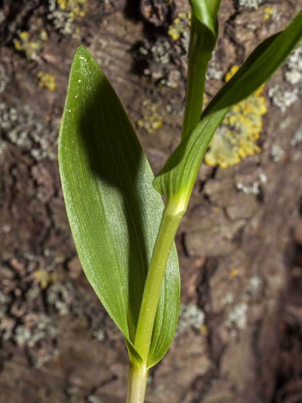 Cephalanthera damasonium.02