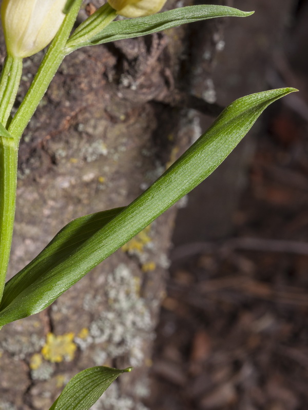 Cephalanthera damasonium.03