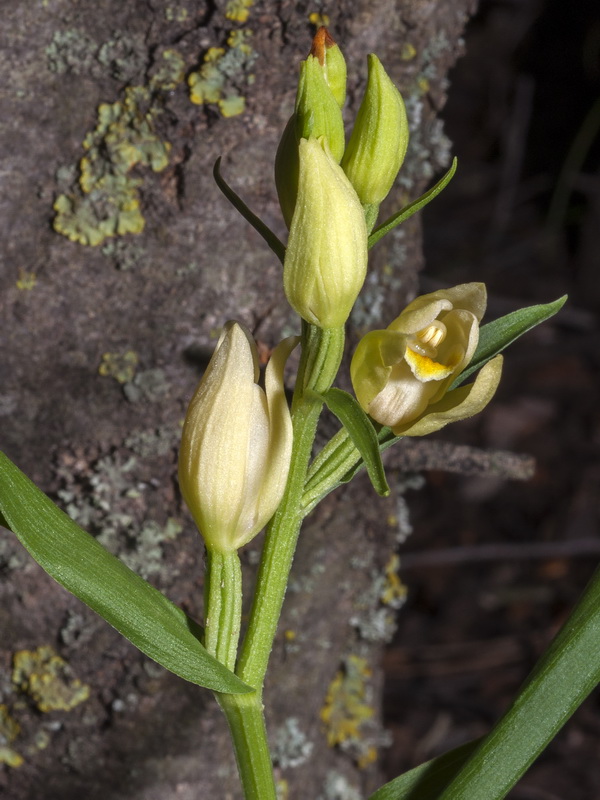 Cephalanthera damasonium.04