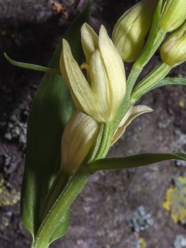 Cephalanthera damasonium.07