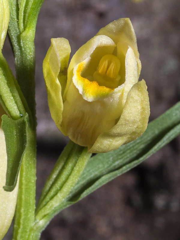 Cephalanthera damasonium.09