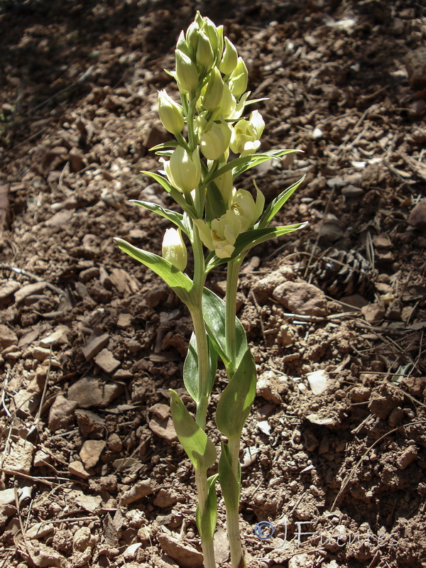 Cephalanthera damasonium.11