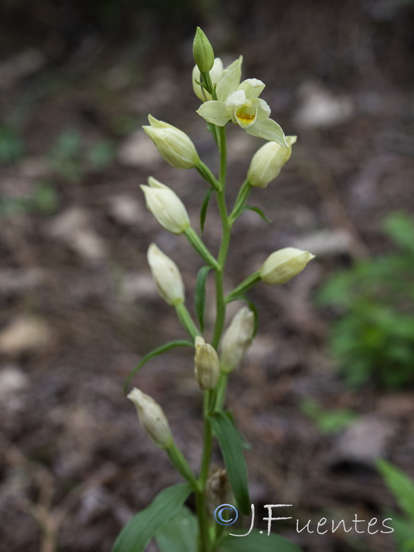 Cephalanthera damasonium.10