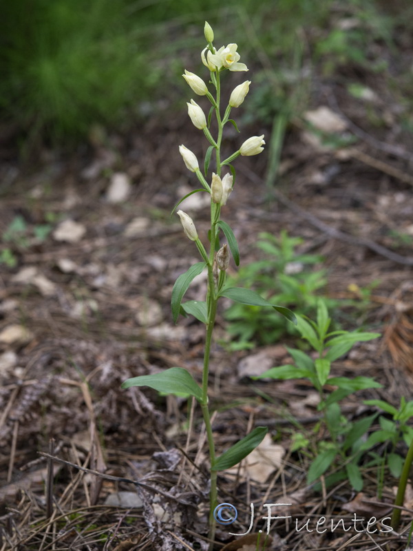 Cephalanthera damasonium.01