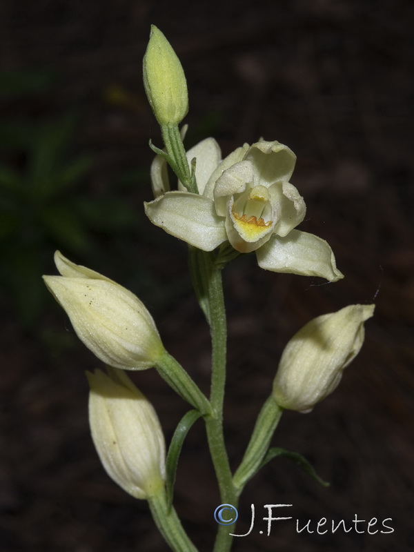 Cephalanthera damasonium.15