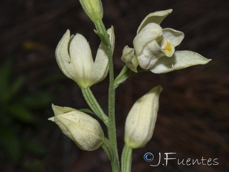 Cephalanthera damasonium.16