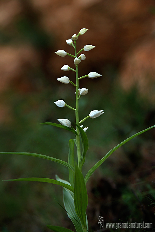 Cephalanthera longifolia