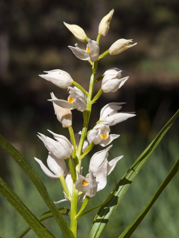 Cephalanthera longifolia.08