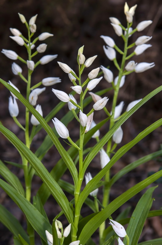Cephalanthera longifolia.09
