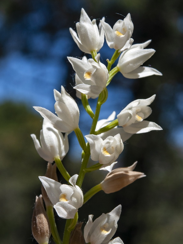 Cephalanthera longifolia.12