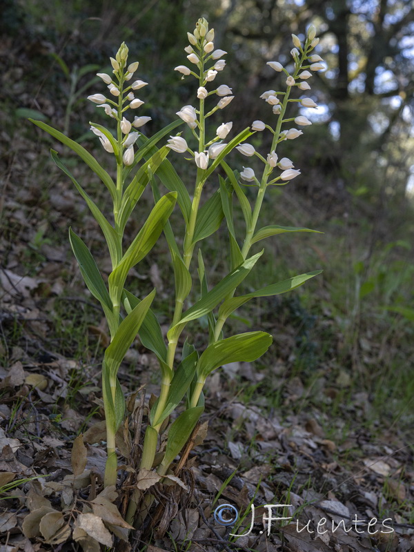 Cephalanthera longifolia.28
