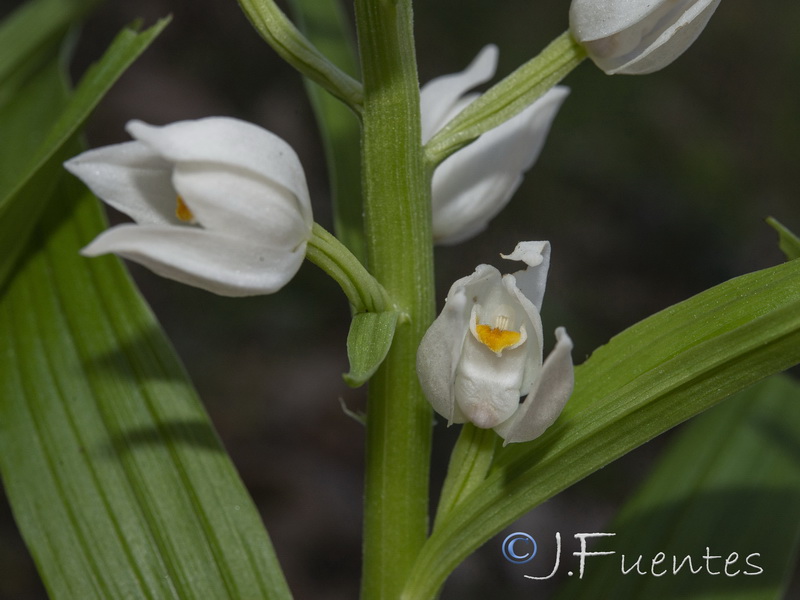 Cephalanthera longifolia.29