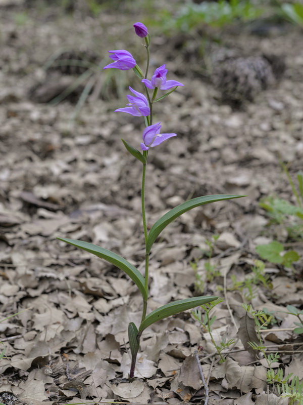 Cephalanthera rubra.17