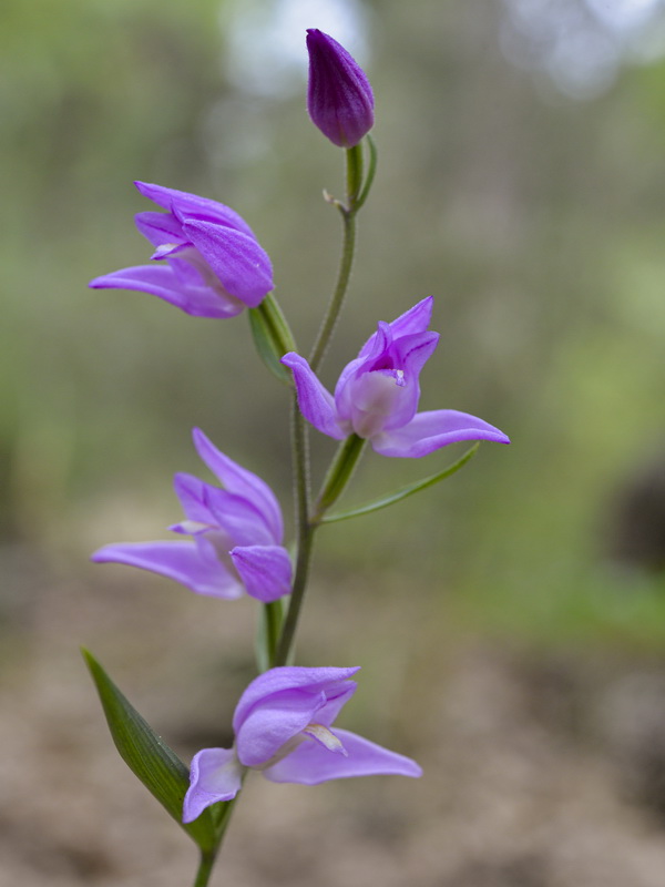 Cephalanthera rubra.20