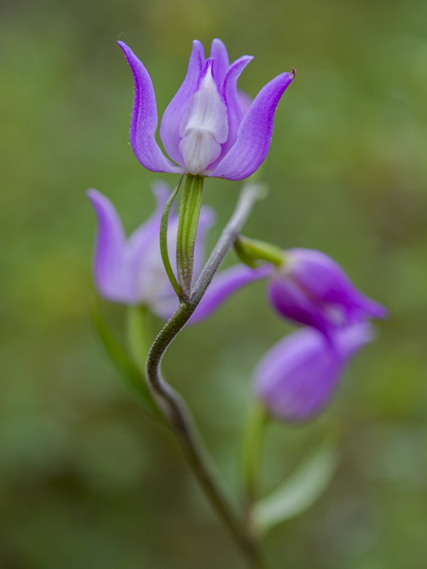 Cephalanthera rubra.24