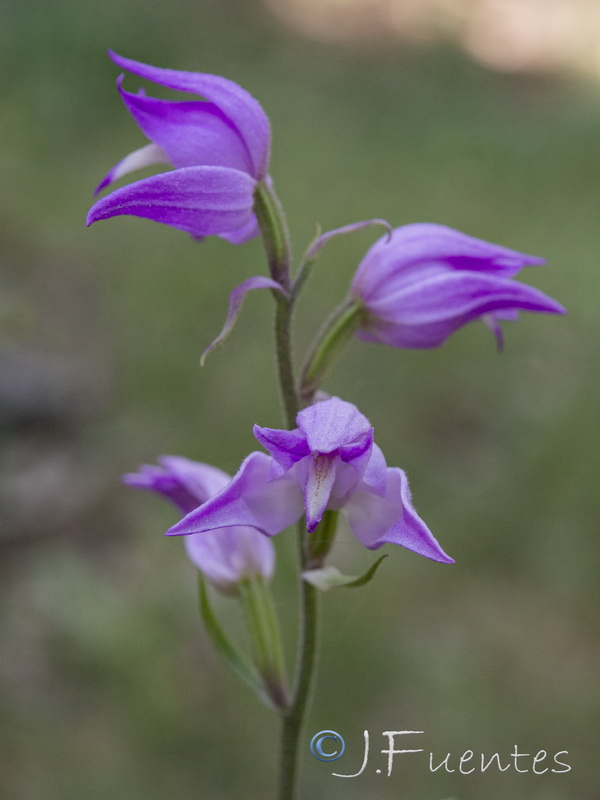 Cephalanthera rubra.29