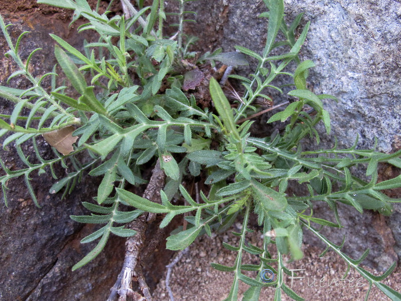Cephalaria baetica.05