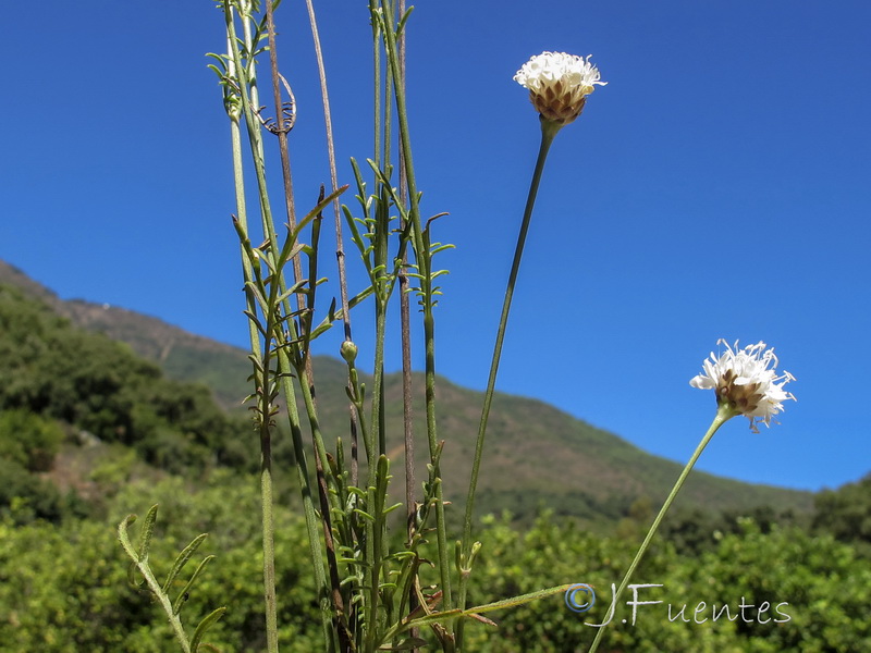 Cephalaria baetica.09