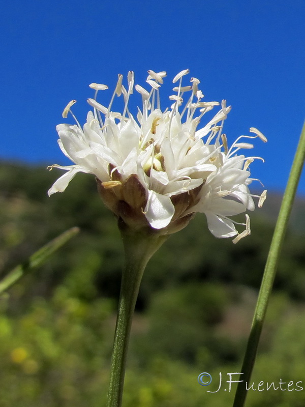 Cephalaria baetica.10