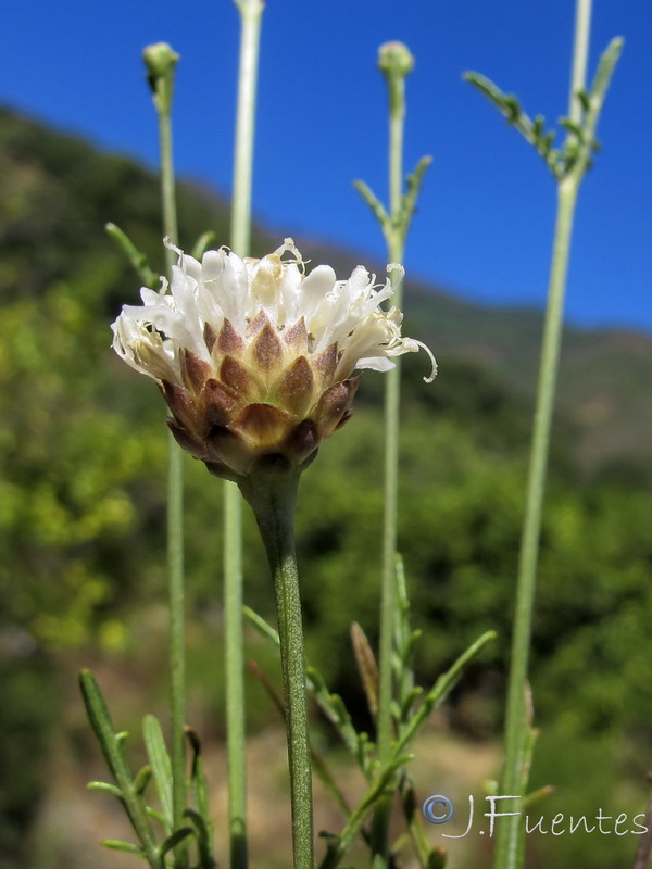 Cephalaria baetica.11