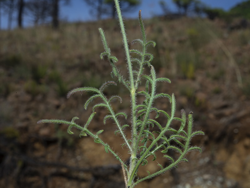 Cephalaria baetica.12