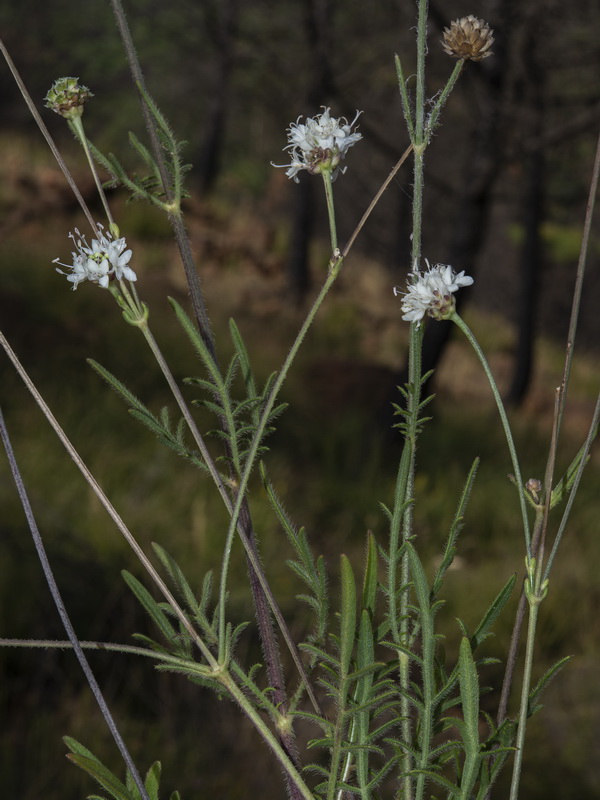 Cephalaria baetica.13