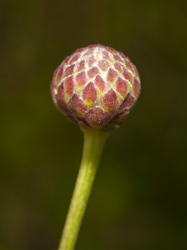 Cephalaria leucantha.10