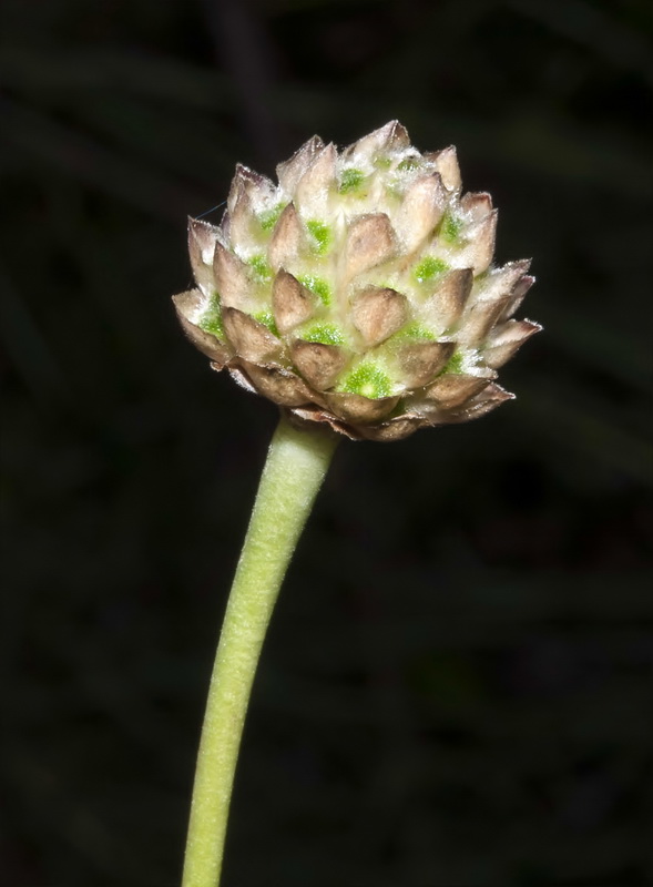Cephalaria leucantha.11