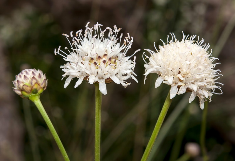 Cephalaria leucantha.12