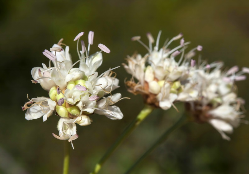 Cephalaria leucantha.15
