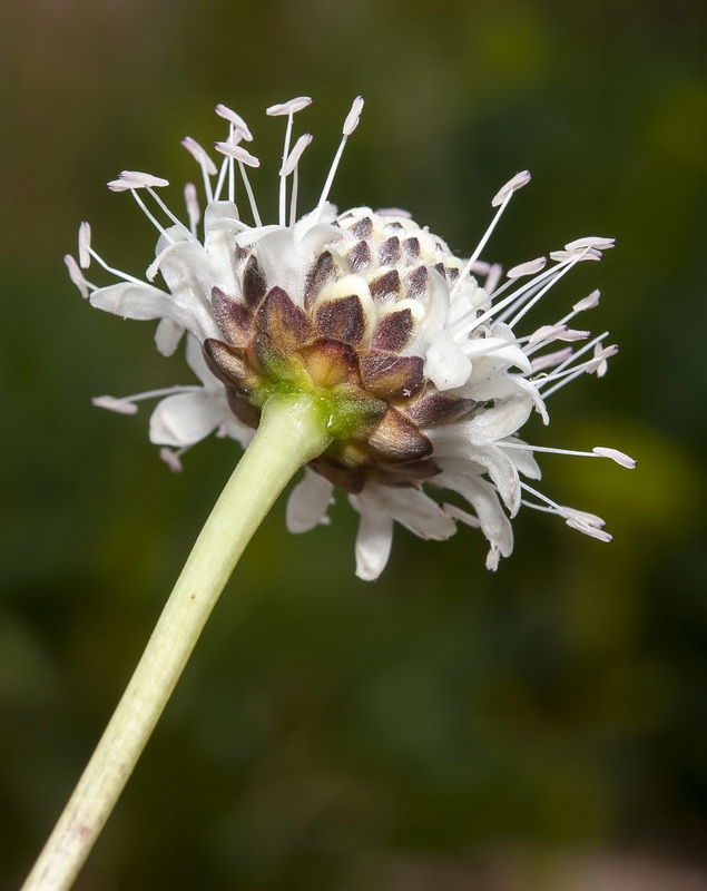 Cephalaria leucantha.16