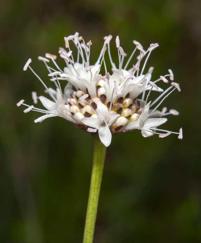 Cephalaria leucantha.20
