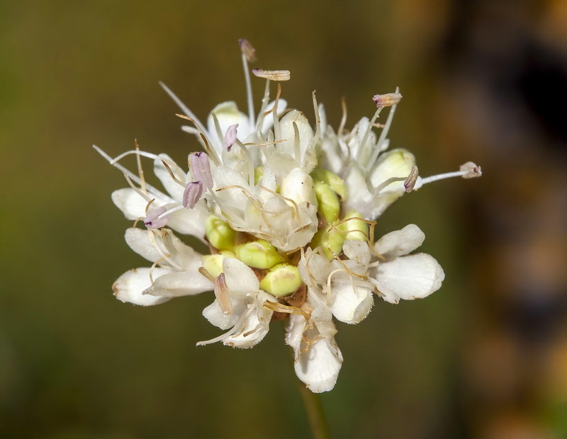 Cephalaria leucantha.22