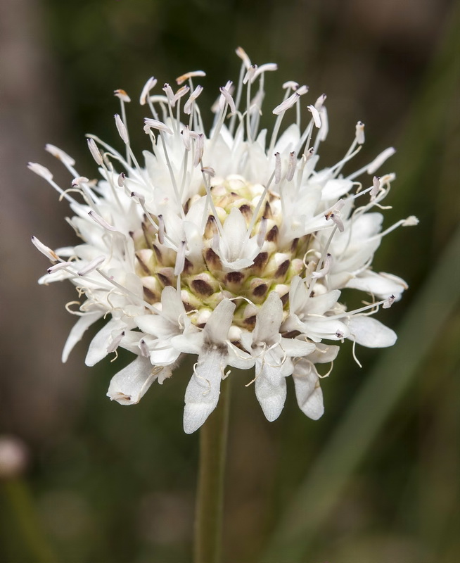 Cephalaria leucantha.25