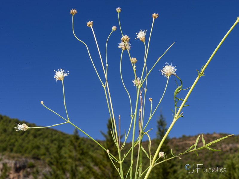 Cephalaria leucantha.30