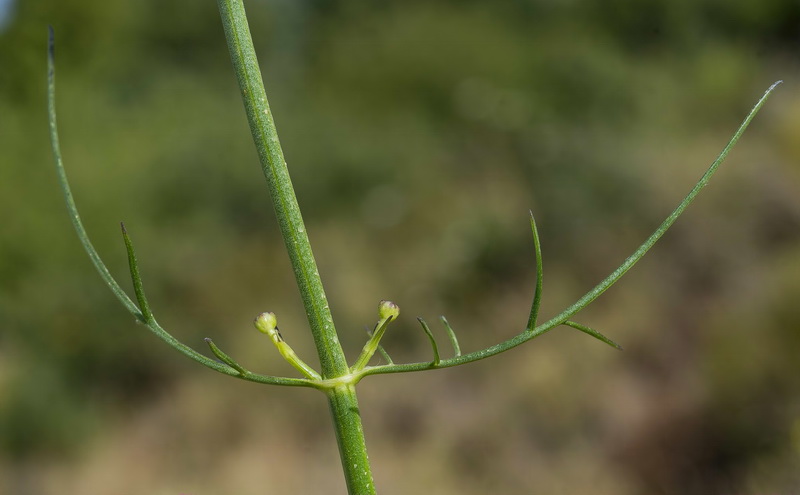 Cephalaria leucantha.32