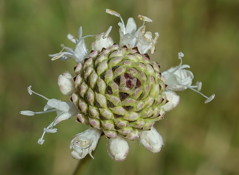 Cephalaria leucantha.33