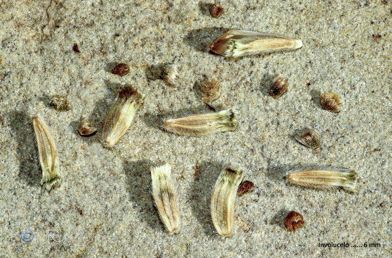 Cephalaria leucantha.36
