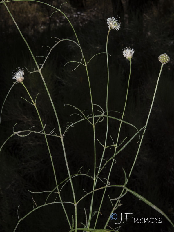 Cephalaria leucantha.37