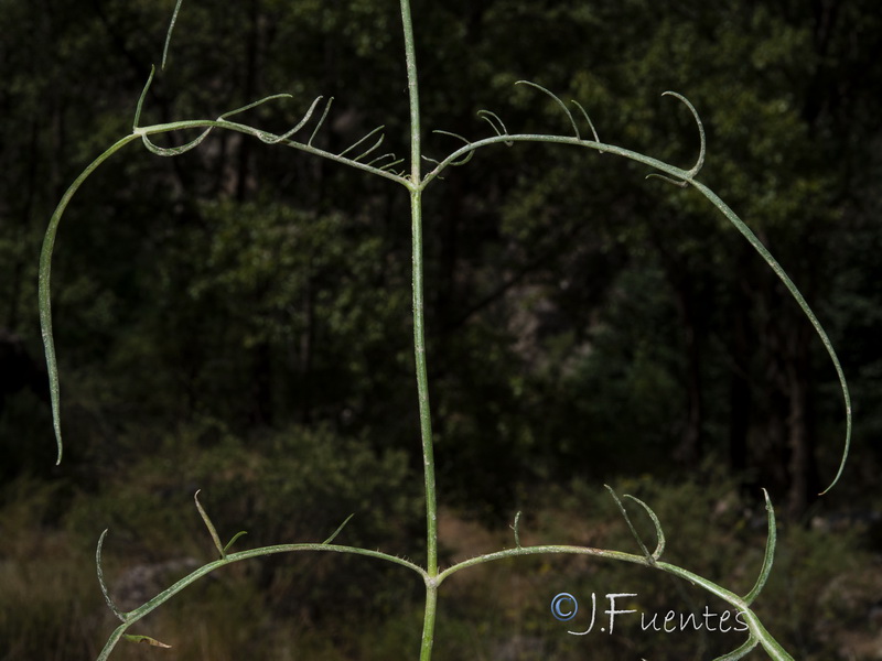 Cephalaria leucantha.07