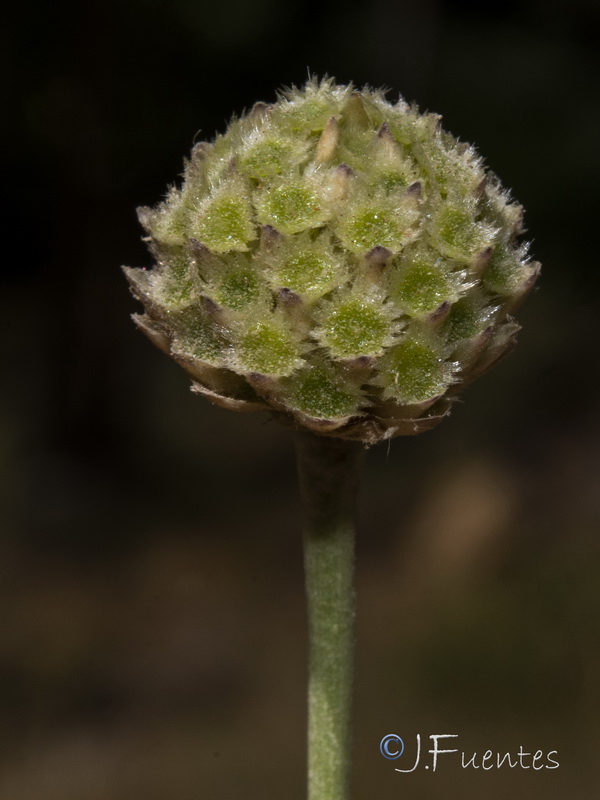 Cephalaria leucantha.29