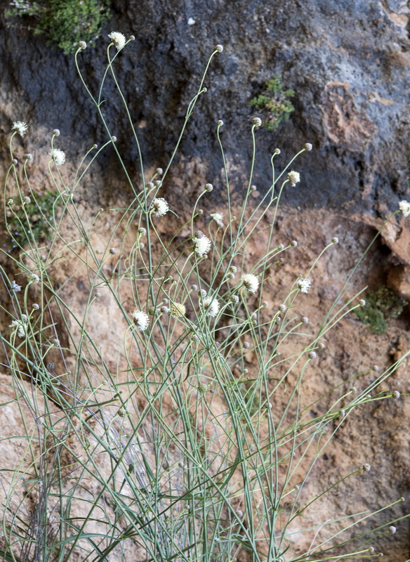 Cephalaria linearifolia.01