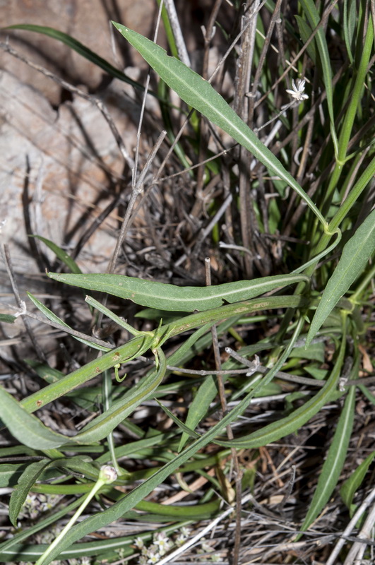 Cephalaria linearifolia.02