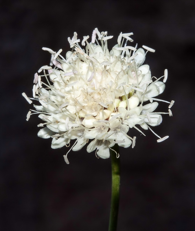 Cephalaria linearifolia.04