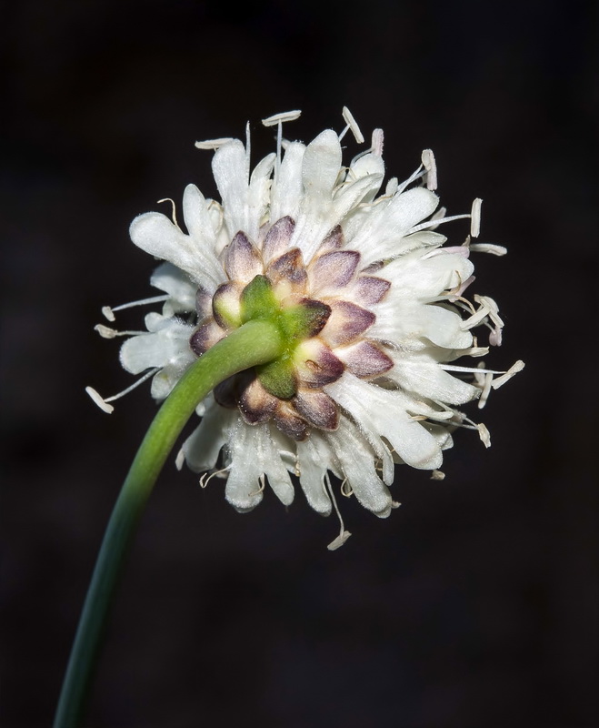 Cephalaria linearifolia.06