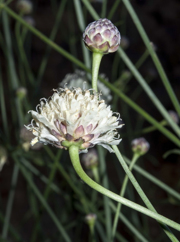 Cephalaria linearifolia.07