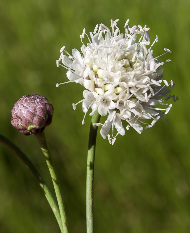 Cephalaria linearifolia.08